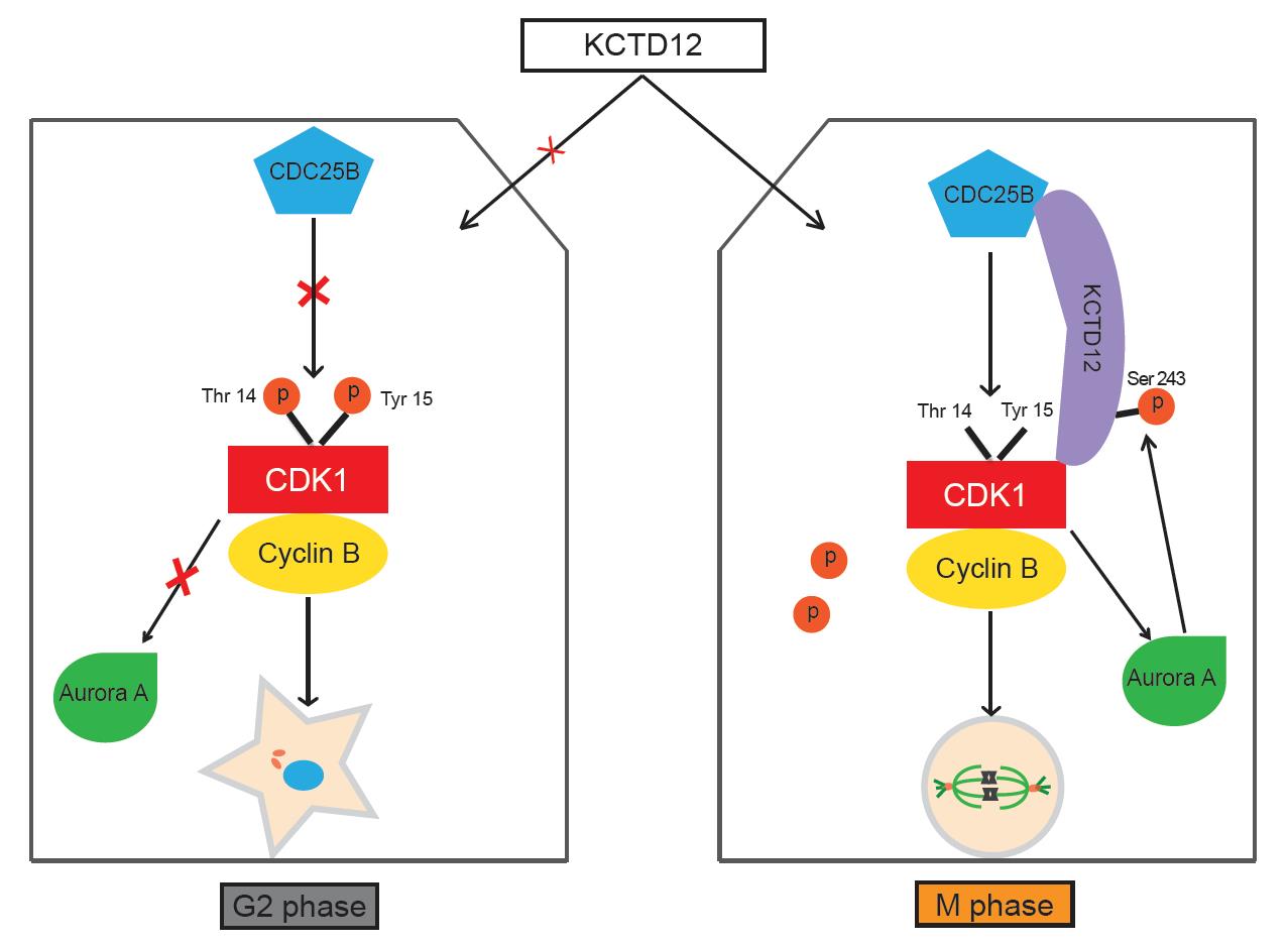 何庆瑜、李斌课题组在《Oncogene》发表细胞周期调节因子研究的突破性发现