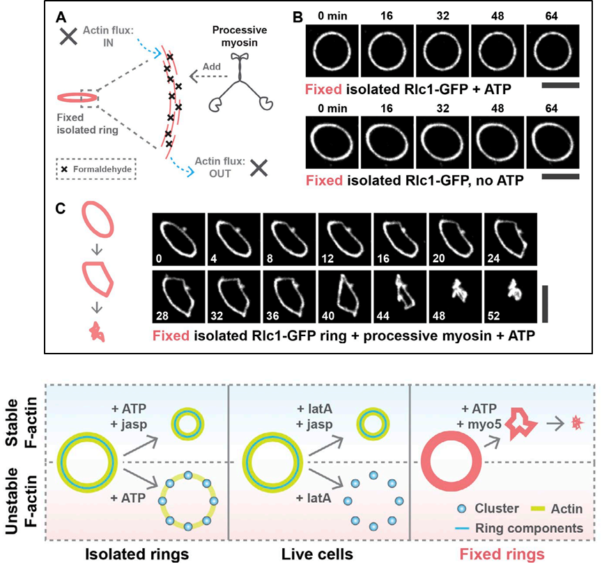 黄俊祺课题组在《The Journal of Cell Biology》上发表细胞分裂研究的原创性成果